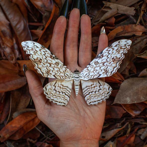 Datura Moth Set 曼陀羅