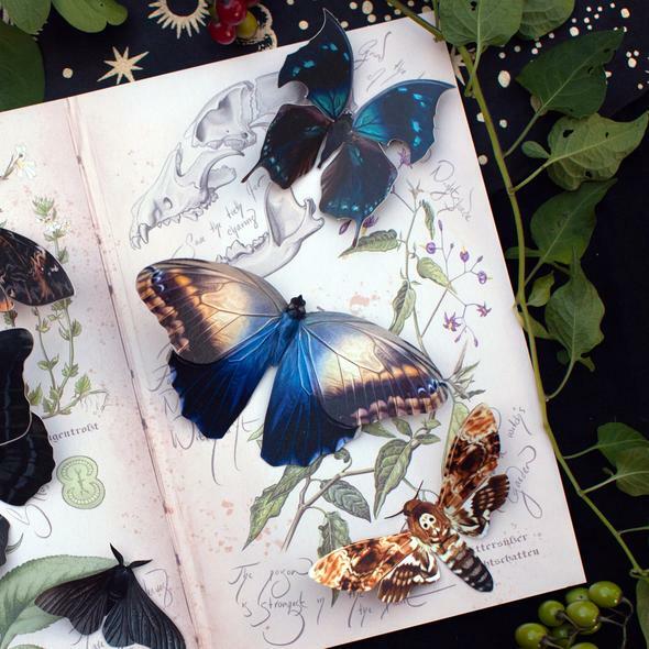 Hemlock Moth Set 毒堇