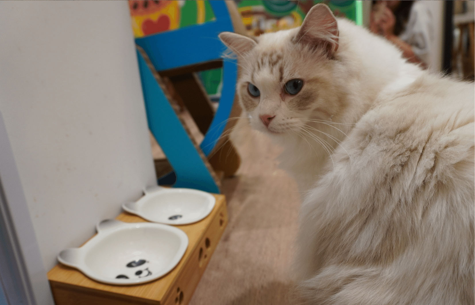 一隻白色的布偶貓在貓咪餐廳裡面，是林口的貓裡居