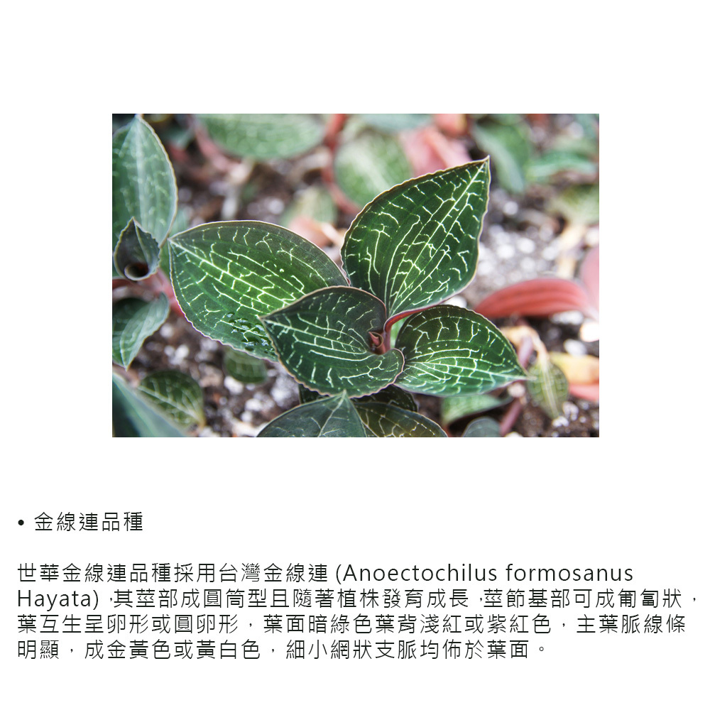 台灣金線連茶,採用台灣原生種國寶級植物金線連