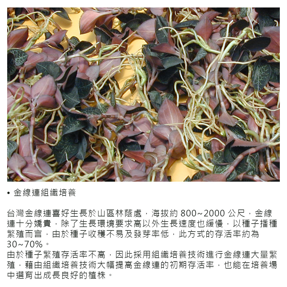 台灣金線連茶,溫室栽培無菌金線連,組織培養繁殖