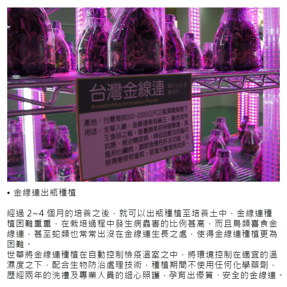 台灣金線連茶，溫室種植，萃取優質安全金線連