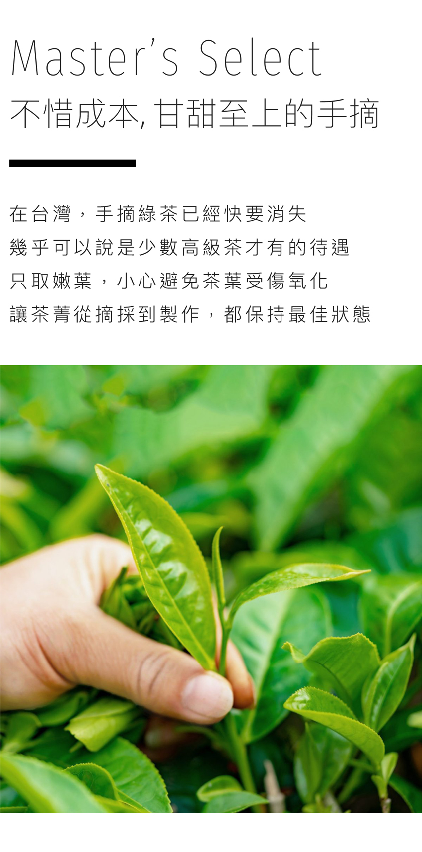 Dao He Fragrance Green Tea | 純粋な花東産、シンプルな黒米の香り、水出しに最適 - ティーバッグ・茶葉 - 食材