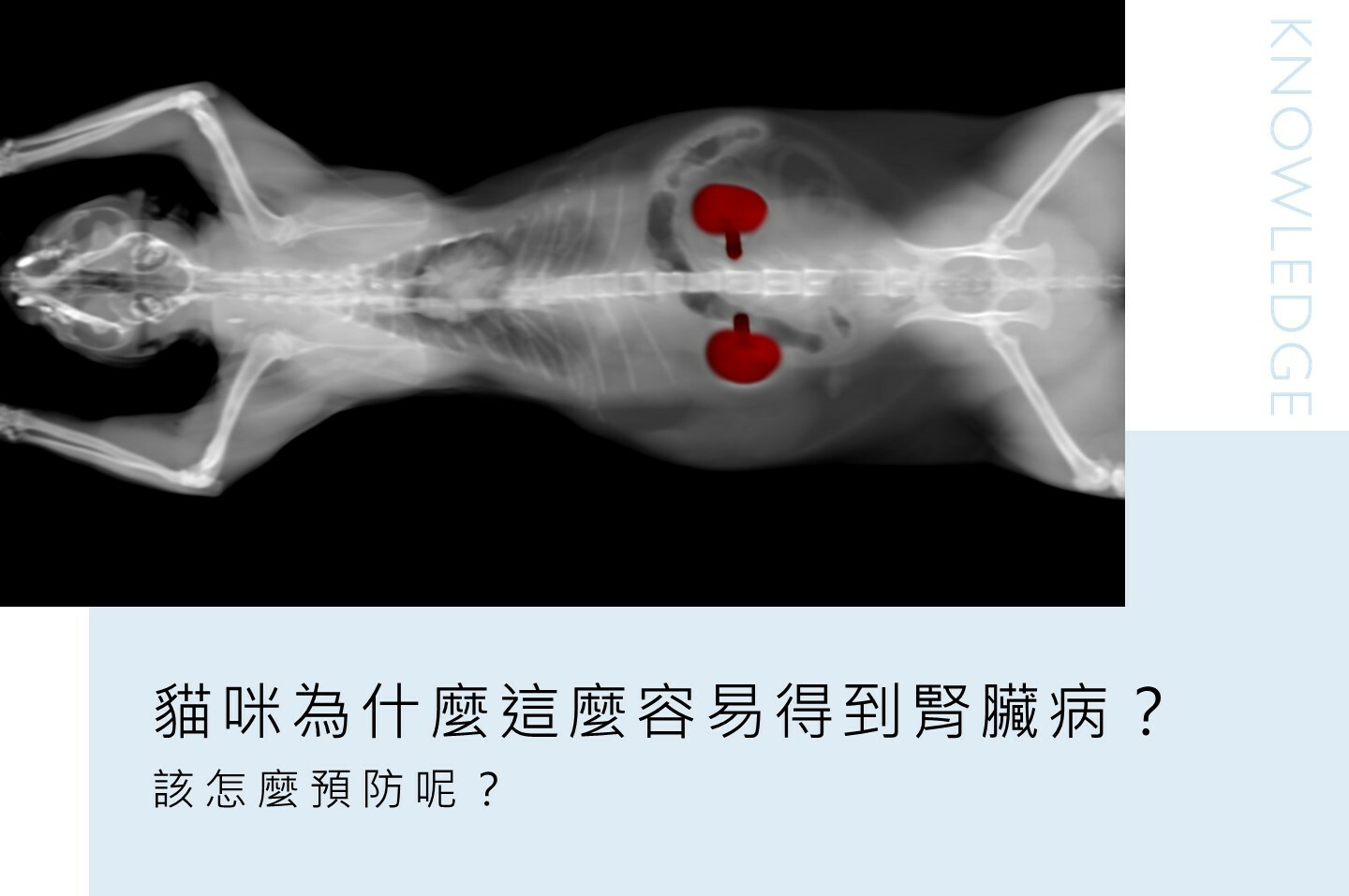 貓爾學院,寵物營養,日常護理,知識教室,貓爾地夫,腎臟病,水