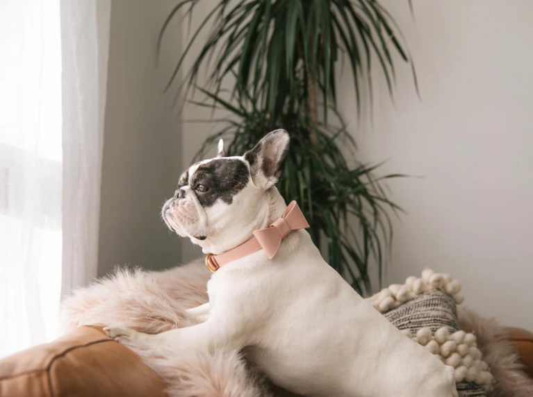 Pipolli - Blush Pink Collar with removable bow