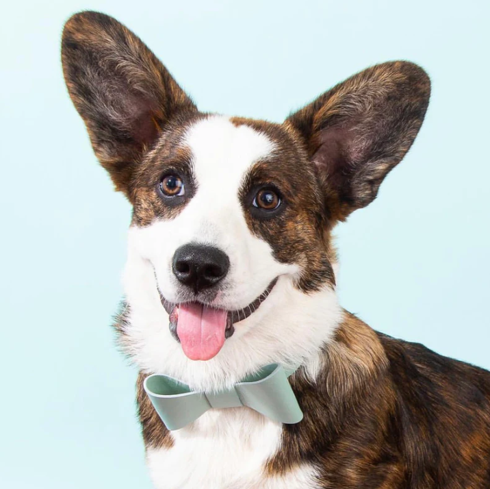 Pipolli - Mint Collar with removable bow