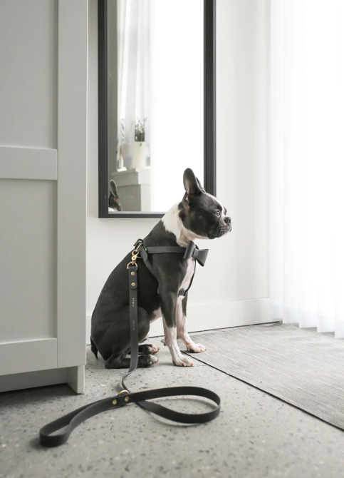 Pipolli - Stone grey Leash