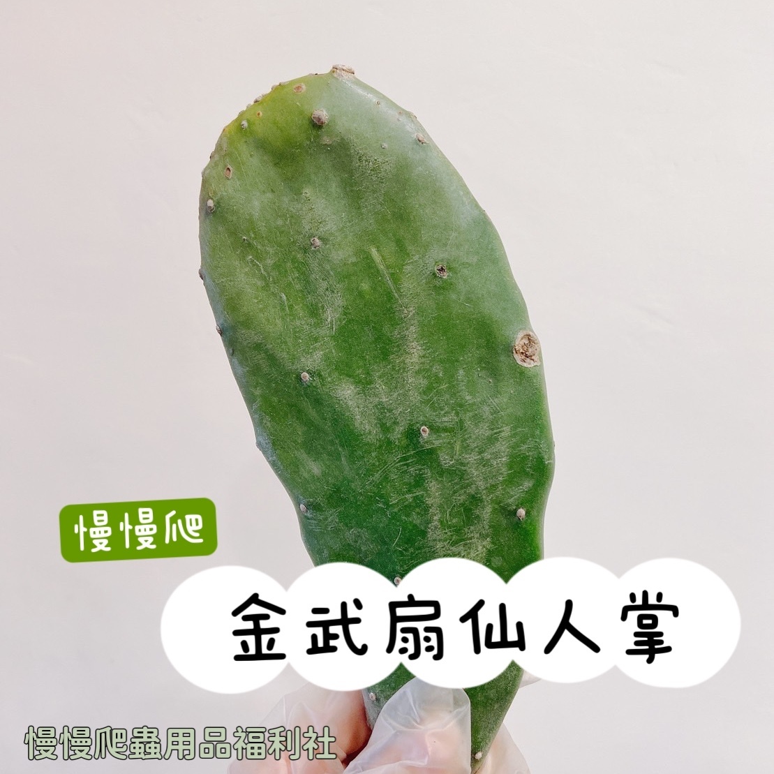 慢慢爬》金武扇仙人掌