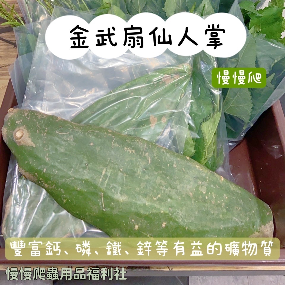 天然 素材 極上 寿老人 仙人688グラム ʙɪᴢᴀʀʀᴇ ᴘʟᴀɴᴛ ｜ 碧厳玉Gymnocalycium castellanosii ssp