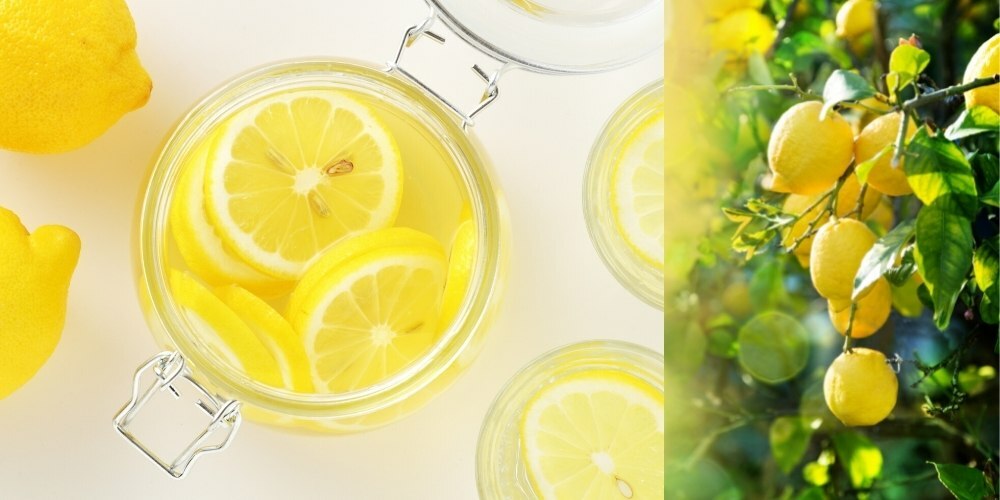檸檬醋做法, 檸檬醋做法推薦, 檸檬醋