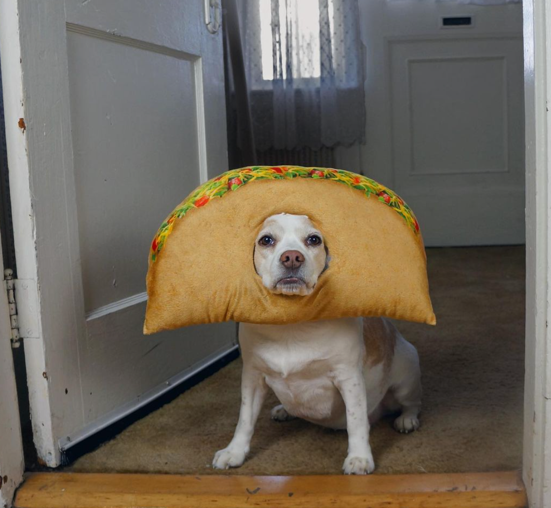 墨西哥taco taacoo