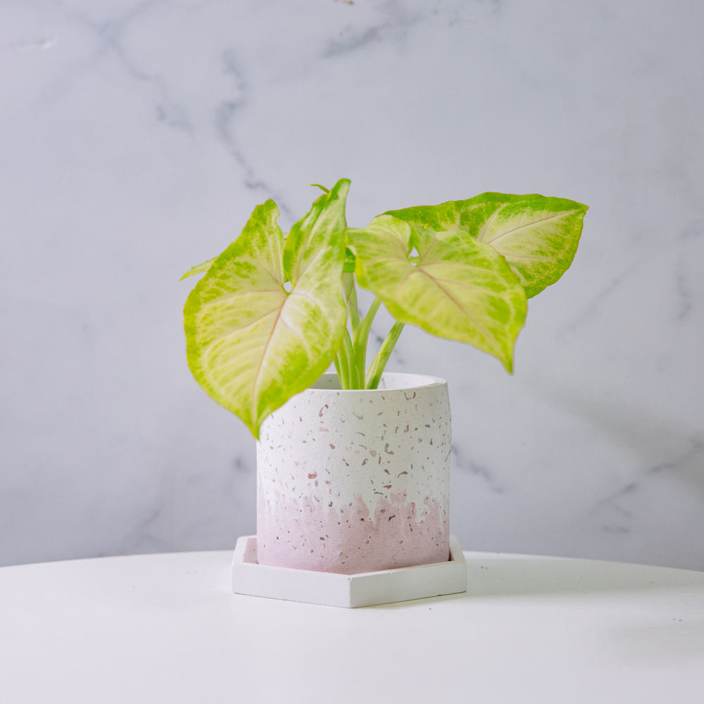 『healing』Syngonium podophyllum 'Gold Allusion'（Ｓ）