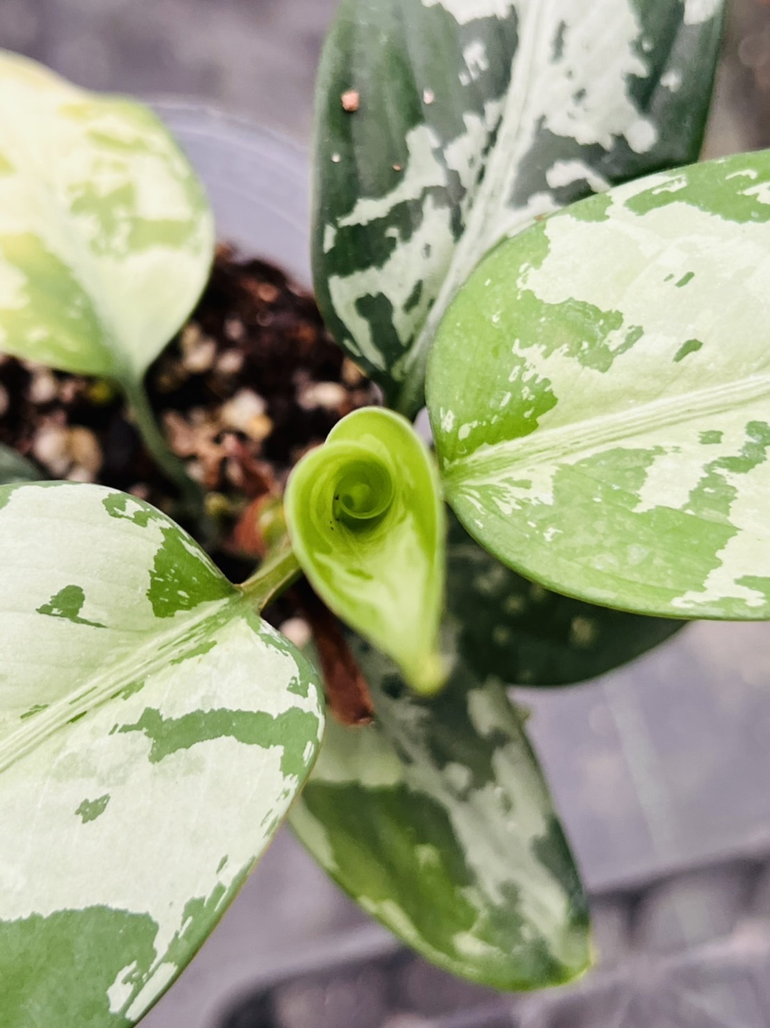 雙色粗肋草Aglaonema pictum 'Bicolor' 3.5吋盆PA087