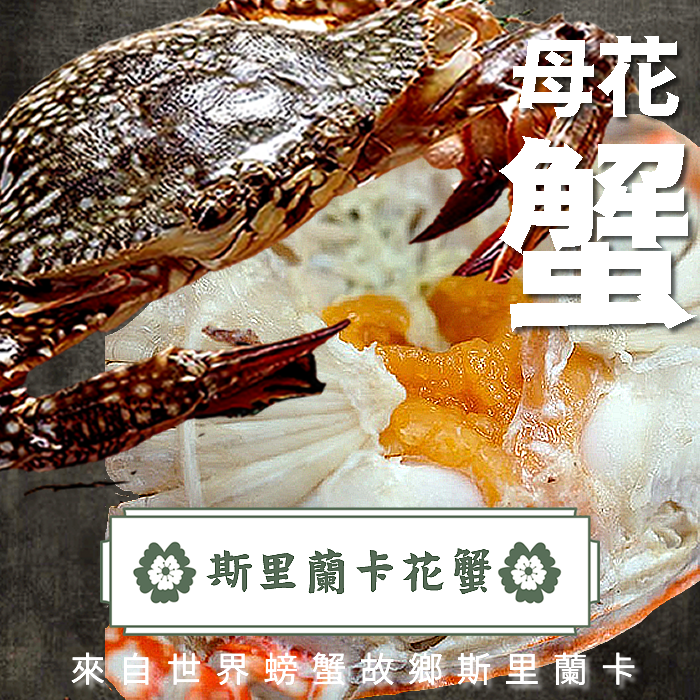 斯里蘭卡花蟹 母花蟹