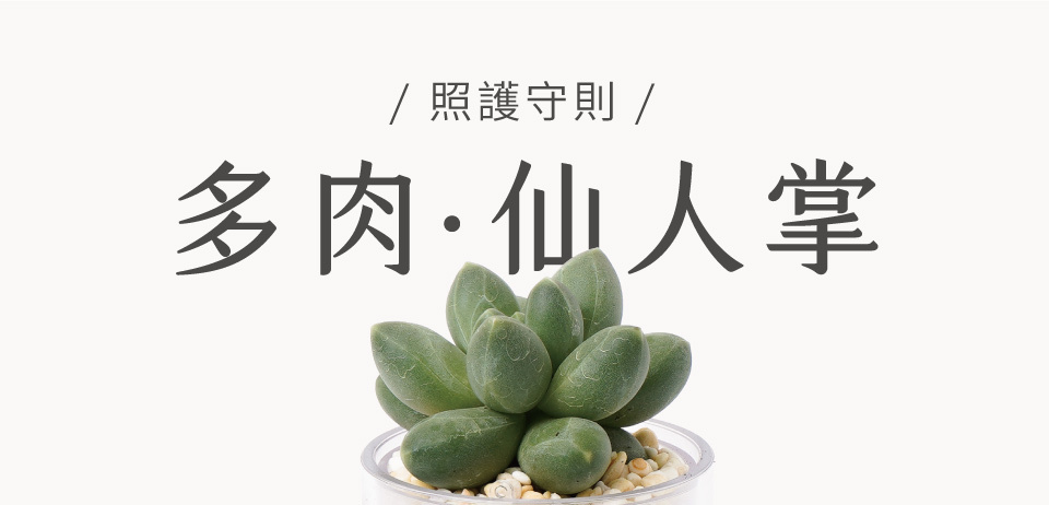 多肉植物仙人掌植物照護方式