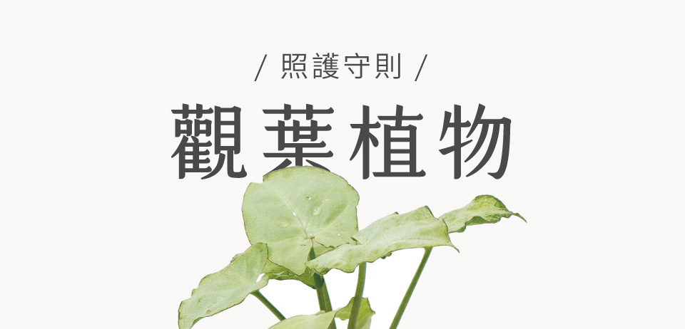 觀葉植物照顧方式