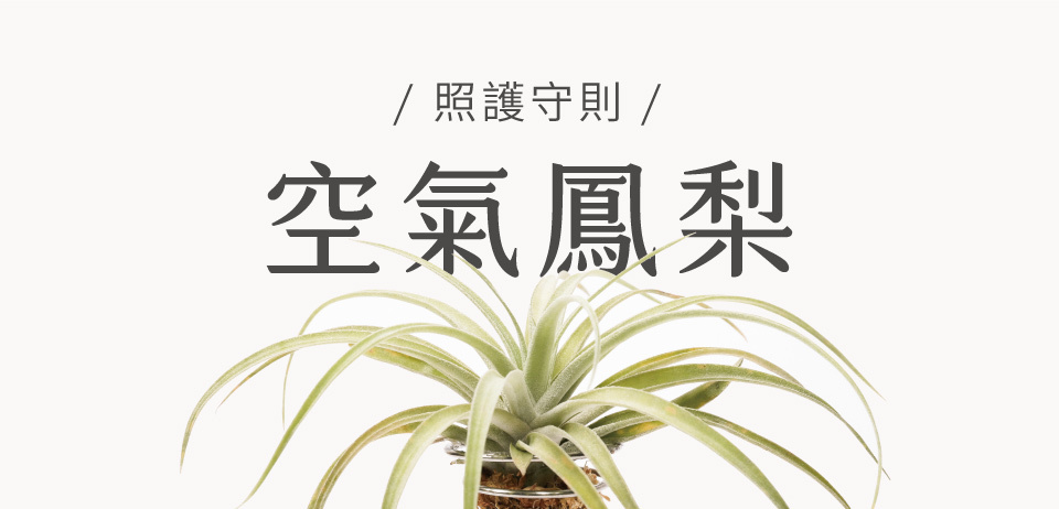 空氣鳳梨照顧方式