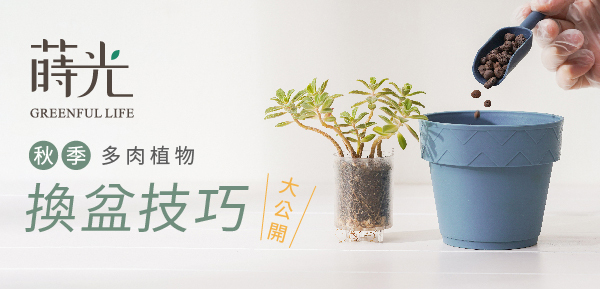 植物換盆技巧