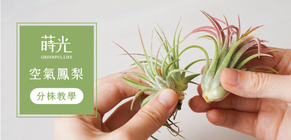 林淡幽　花生　共箱 林淡幽　花生　共箱