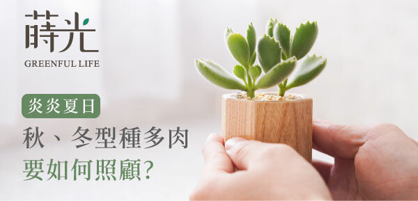 夏季多肉植物養護方式