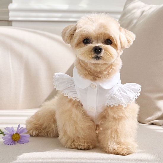 Angel 天使雪紡襯衫-白色- It’s sunny outside