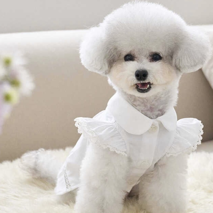 Angel 天使雪紡襯衫-白色- It’s sunny outside