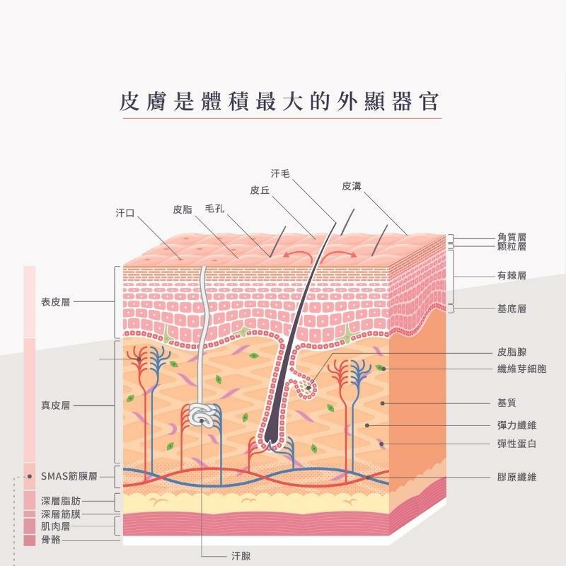 敏感肌保養 皮膚的組成