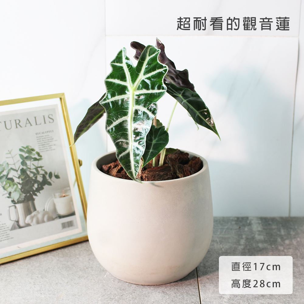 黑葉觀音蓮 非洲面具 簡潔且明顯的線條 室內植物 黑葉觀音蓮 非洲面具 簡潔且明顯的線條 室內植物