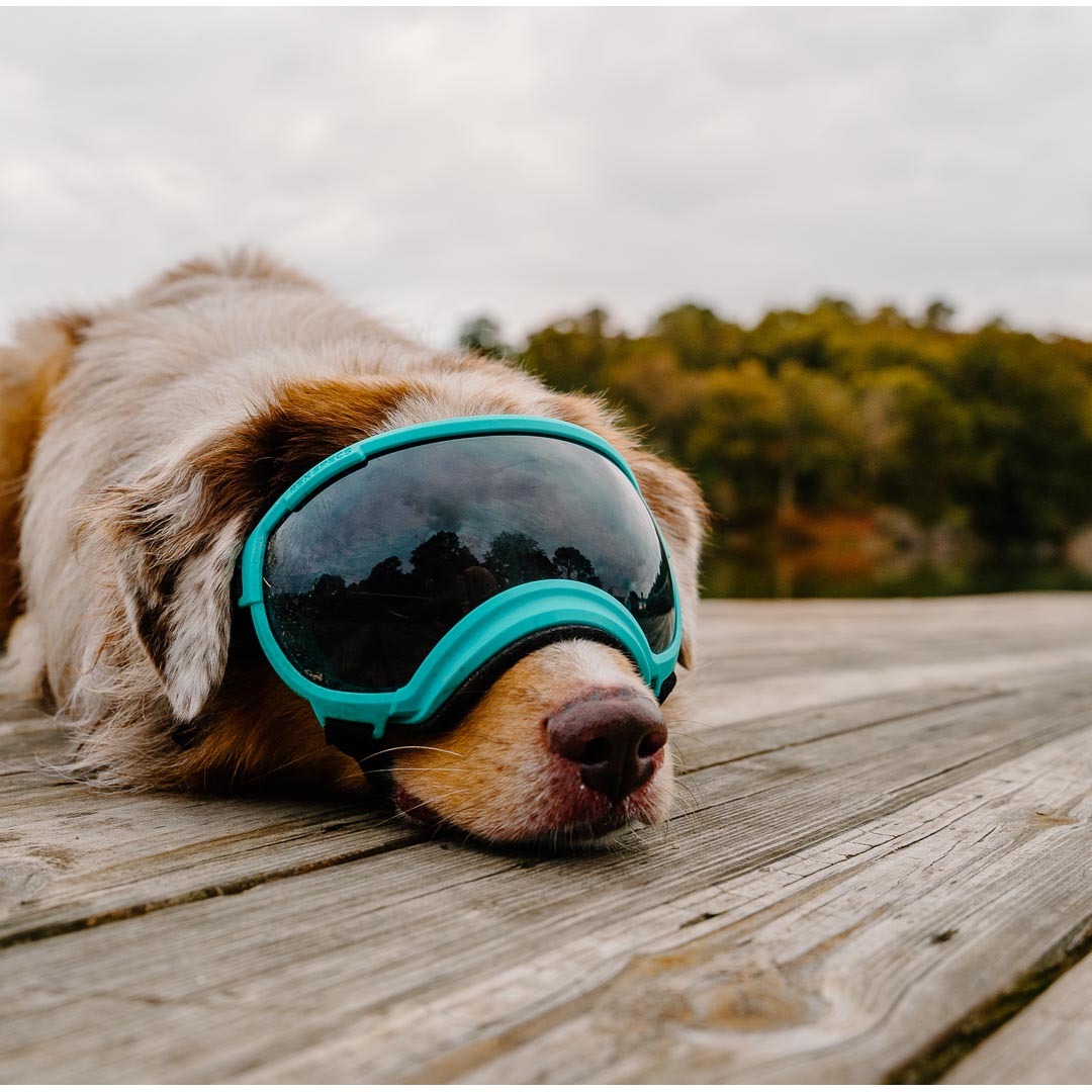 Rex Specs 第二代犬用太陽護目鏡