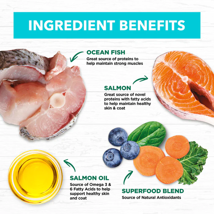 IVORY COAT Grain Free Kitten Ocean Fish & Salmon 2kg