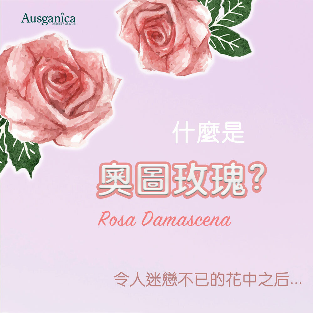 奧圖玫瑰的小知識