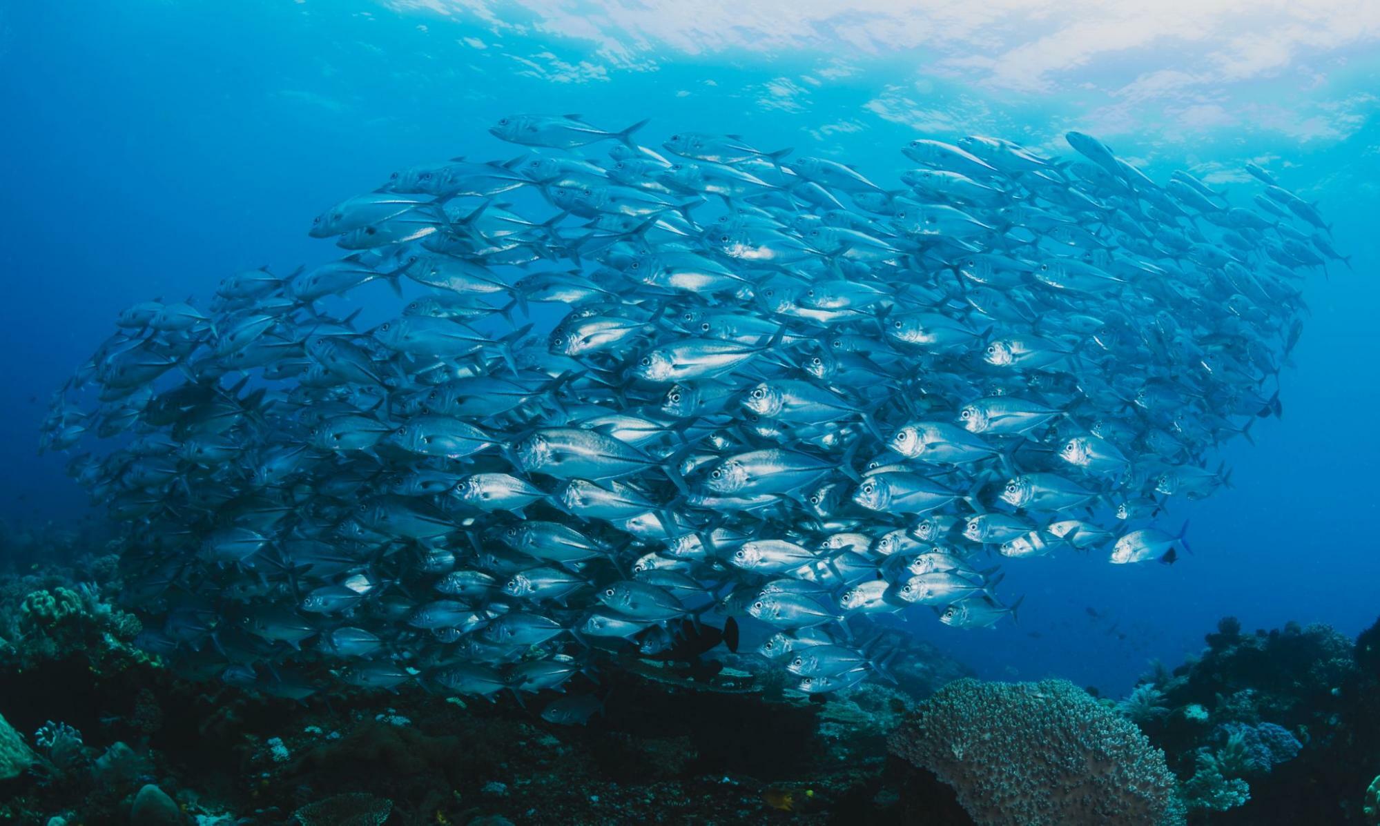 深海魚富含omega-3