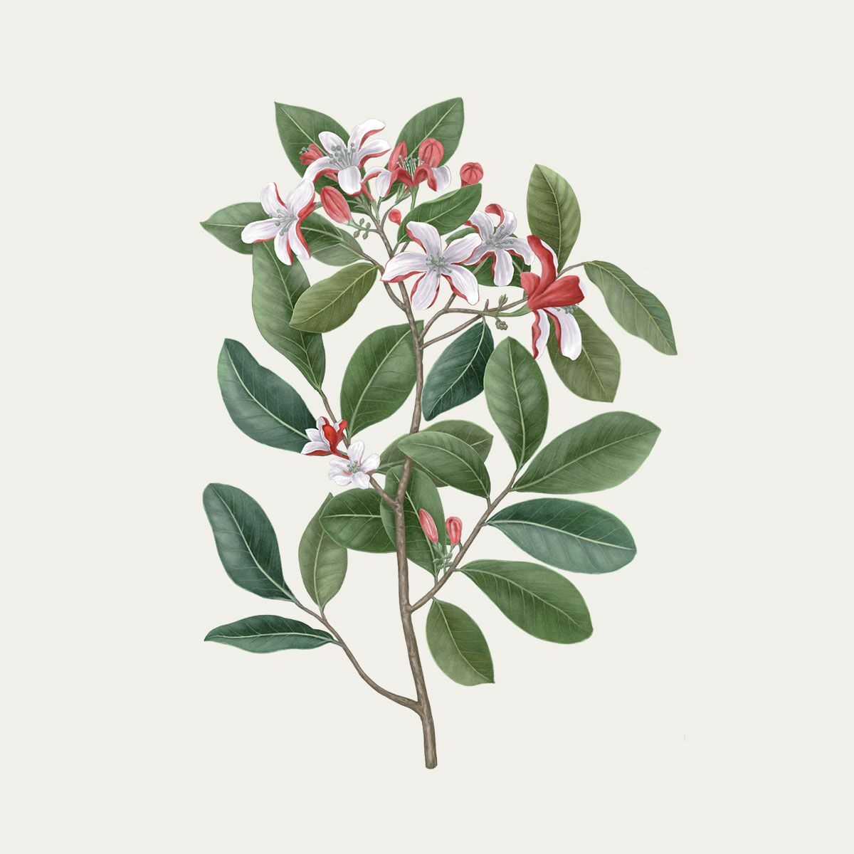 TIARE 梔子花 香氛蠟燭 - Carrière Frères