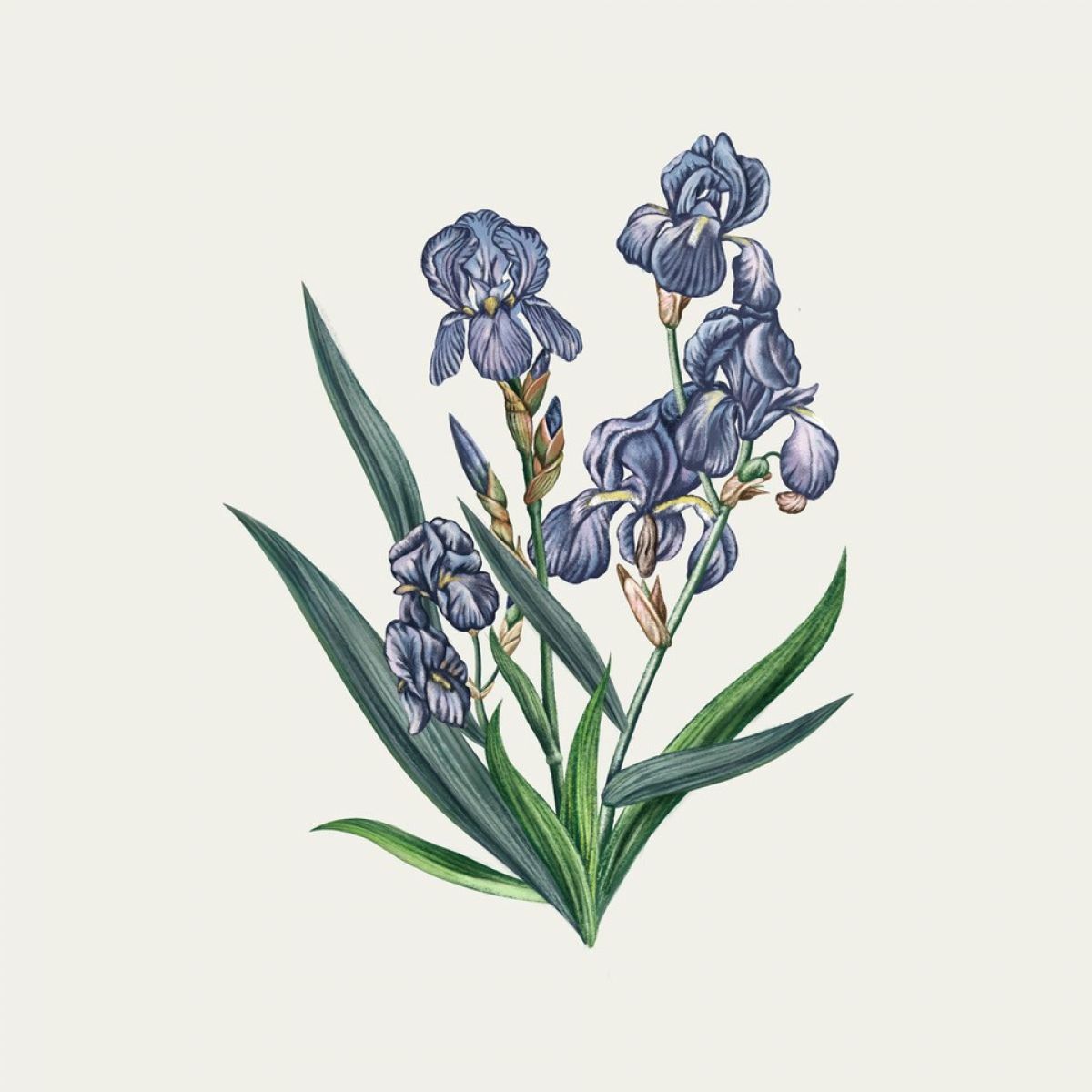 DALMATIANIRIS 鳶尾花 香氛蠟燭 - Carrière Frères