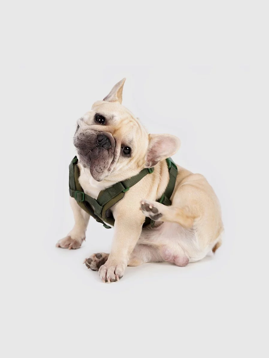 【SPUTNIK】EXPLORE 寵物胸背帶｜綠