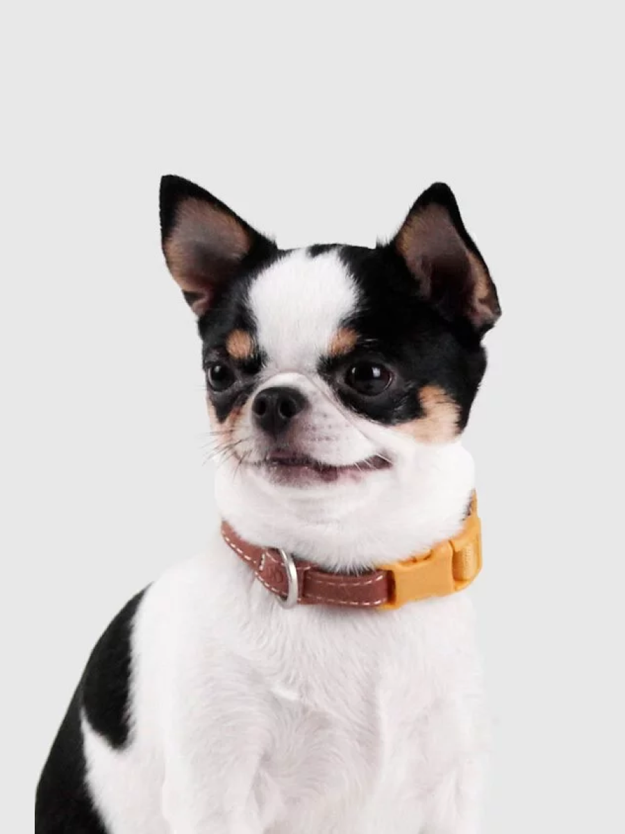 【SPUTNIK】EXPLORE 寵物項圈｜黃