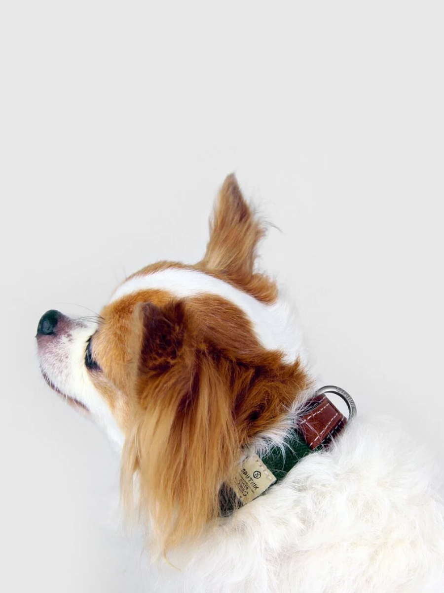 【SPUTNIK】EXPLORE 寵物項圈｜綠