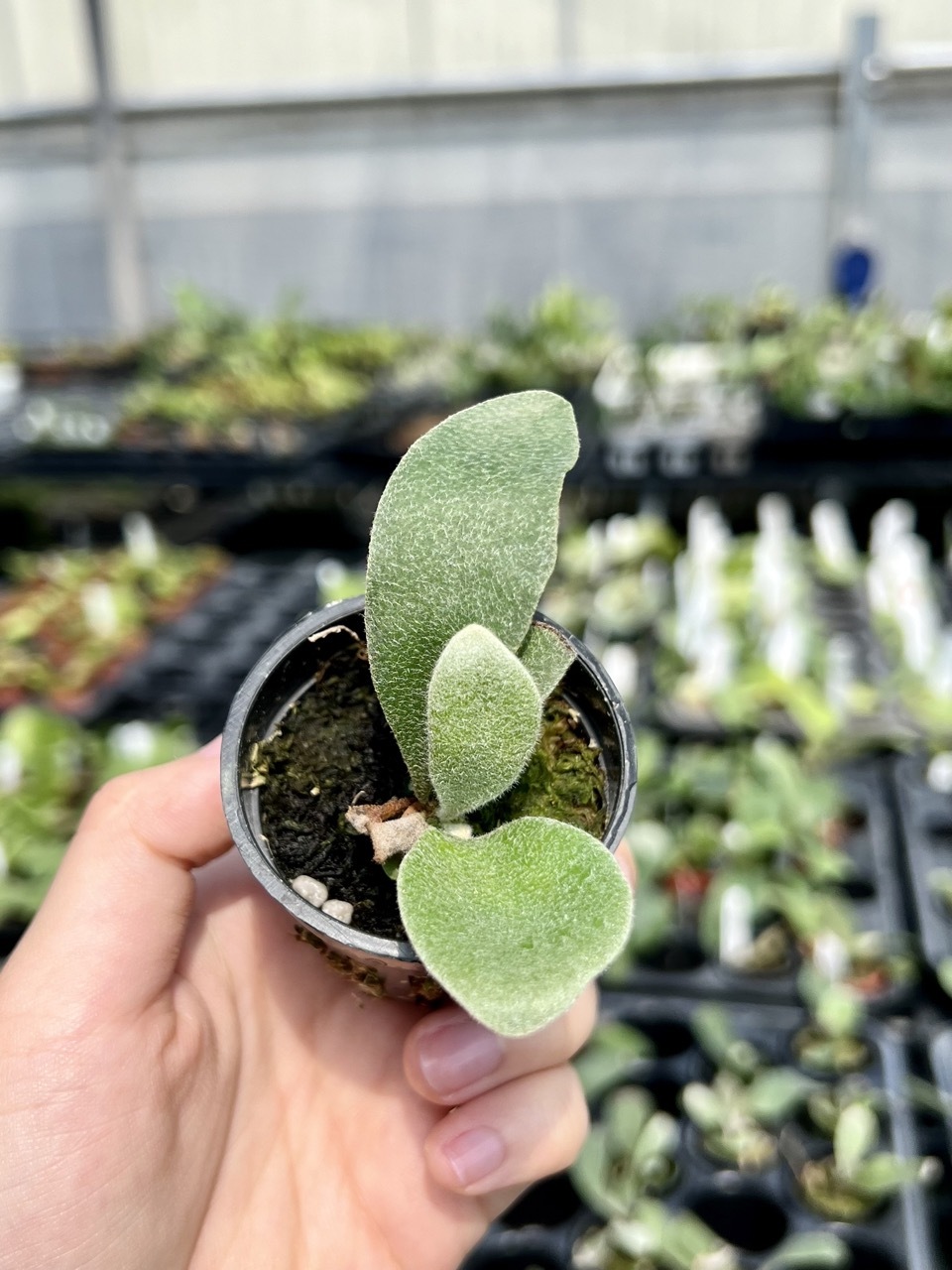 【KoliKoli　veitchii vp#16 月光爪哇　セット KoliKoli様専用 veitchii vp#16 月光爪哇 セット