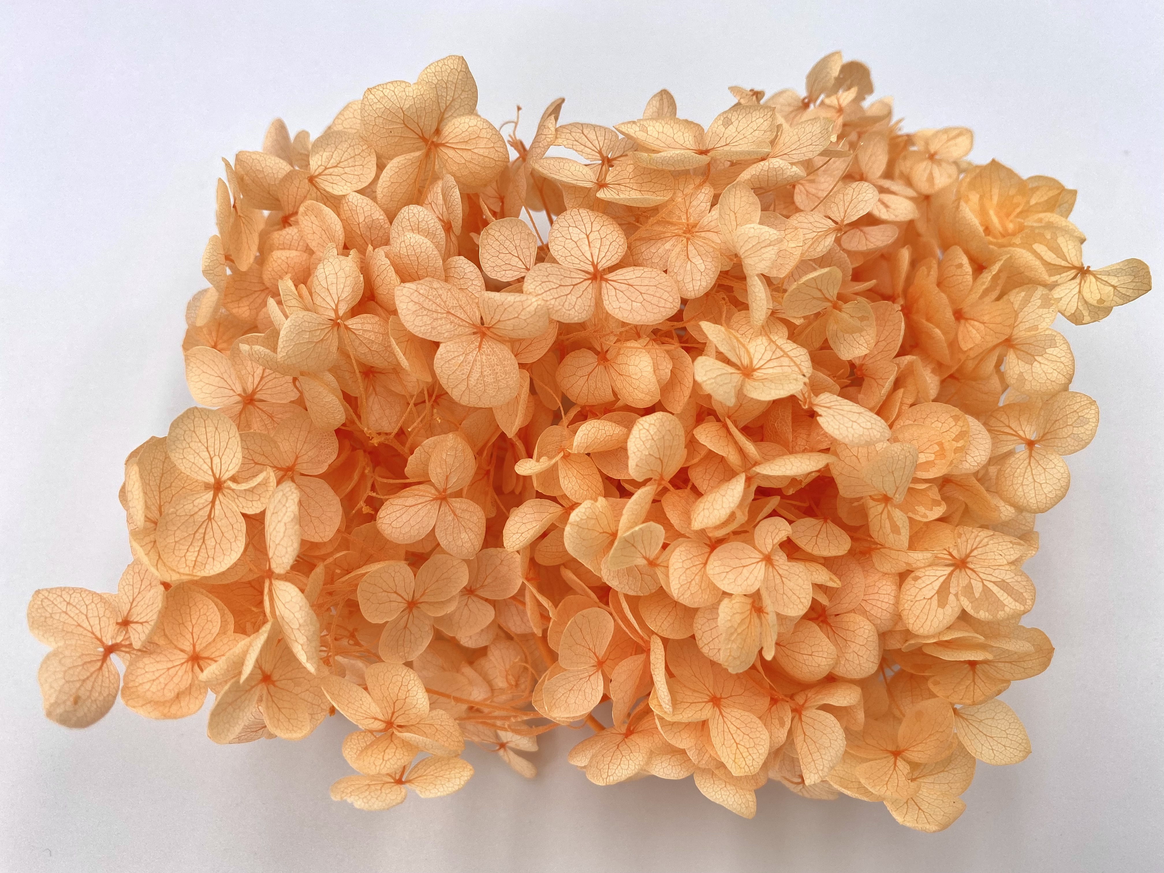 日本不凋安娜繡球 02160-361