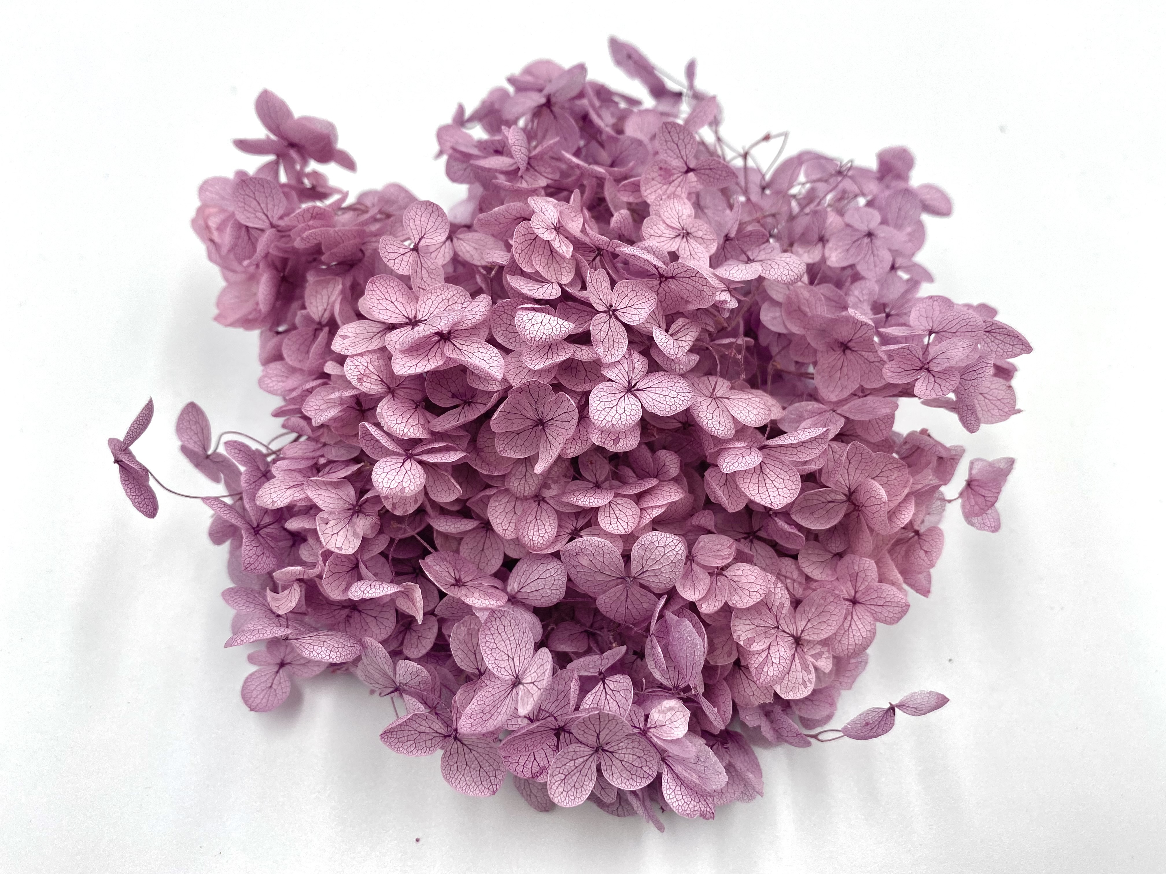 日本不凋安娜繡球 02160-401