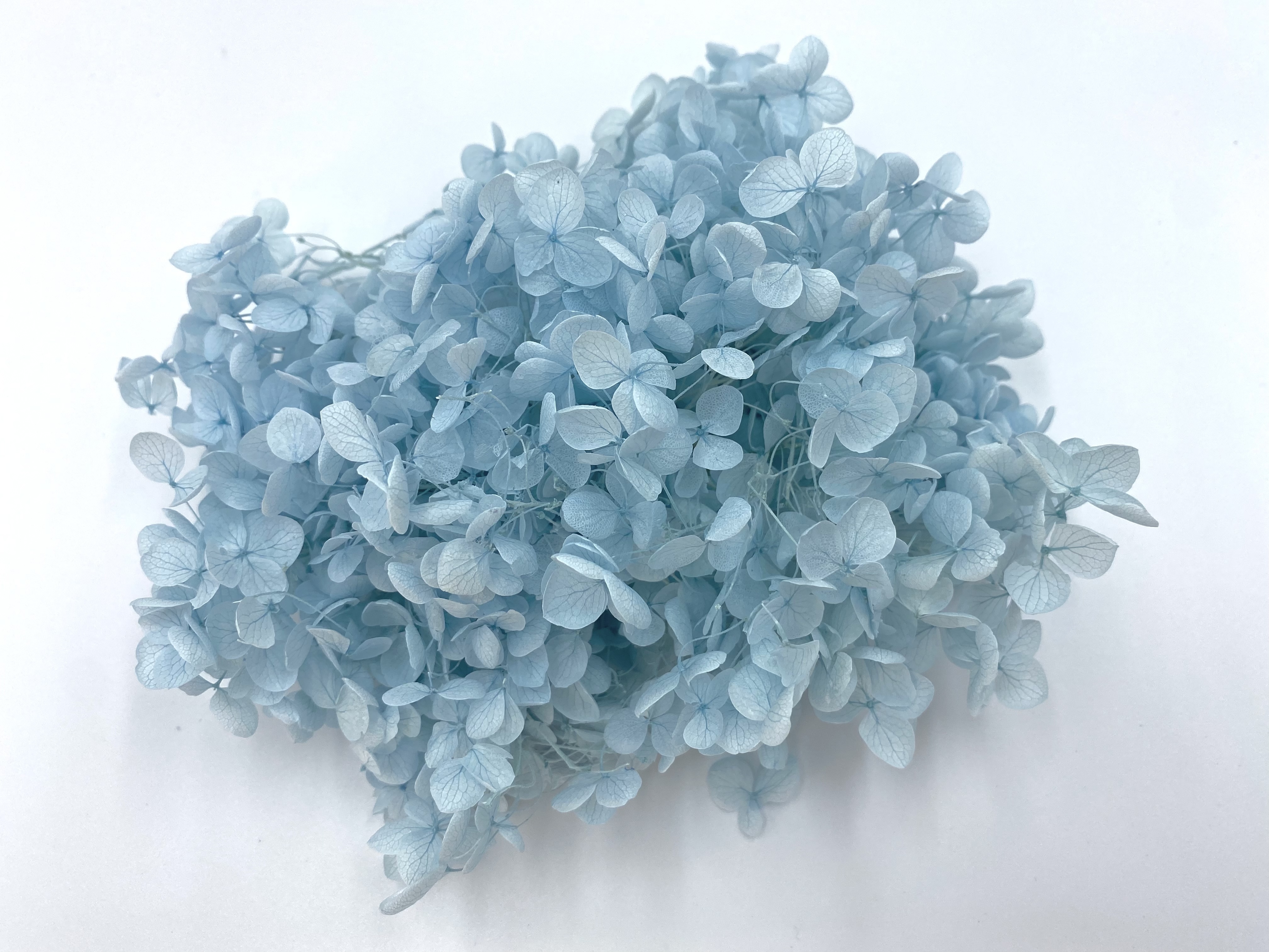 日本不凋安娜繡球 02160-621