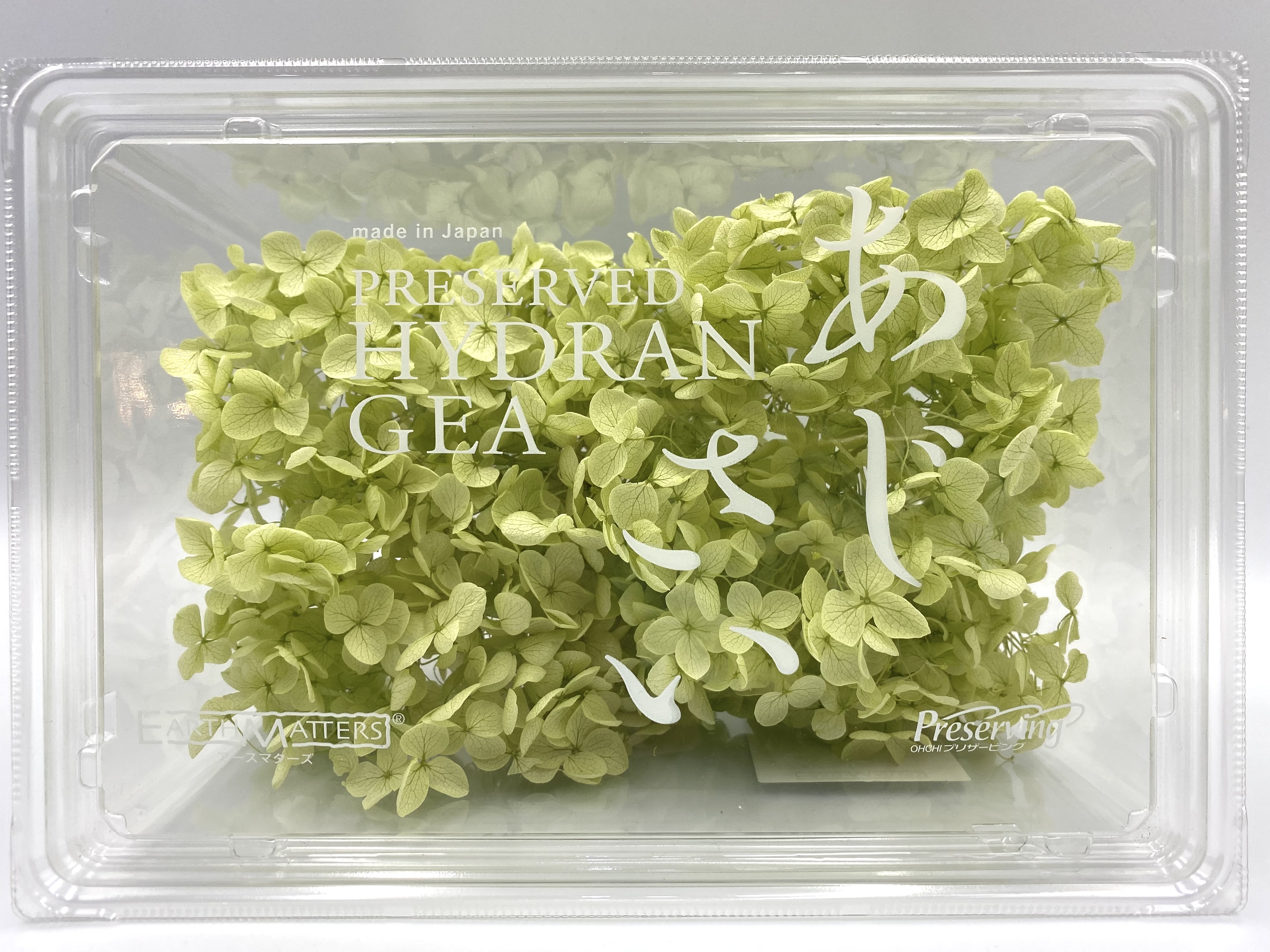 日本不凋安娜繡球 02160-721