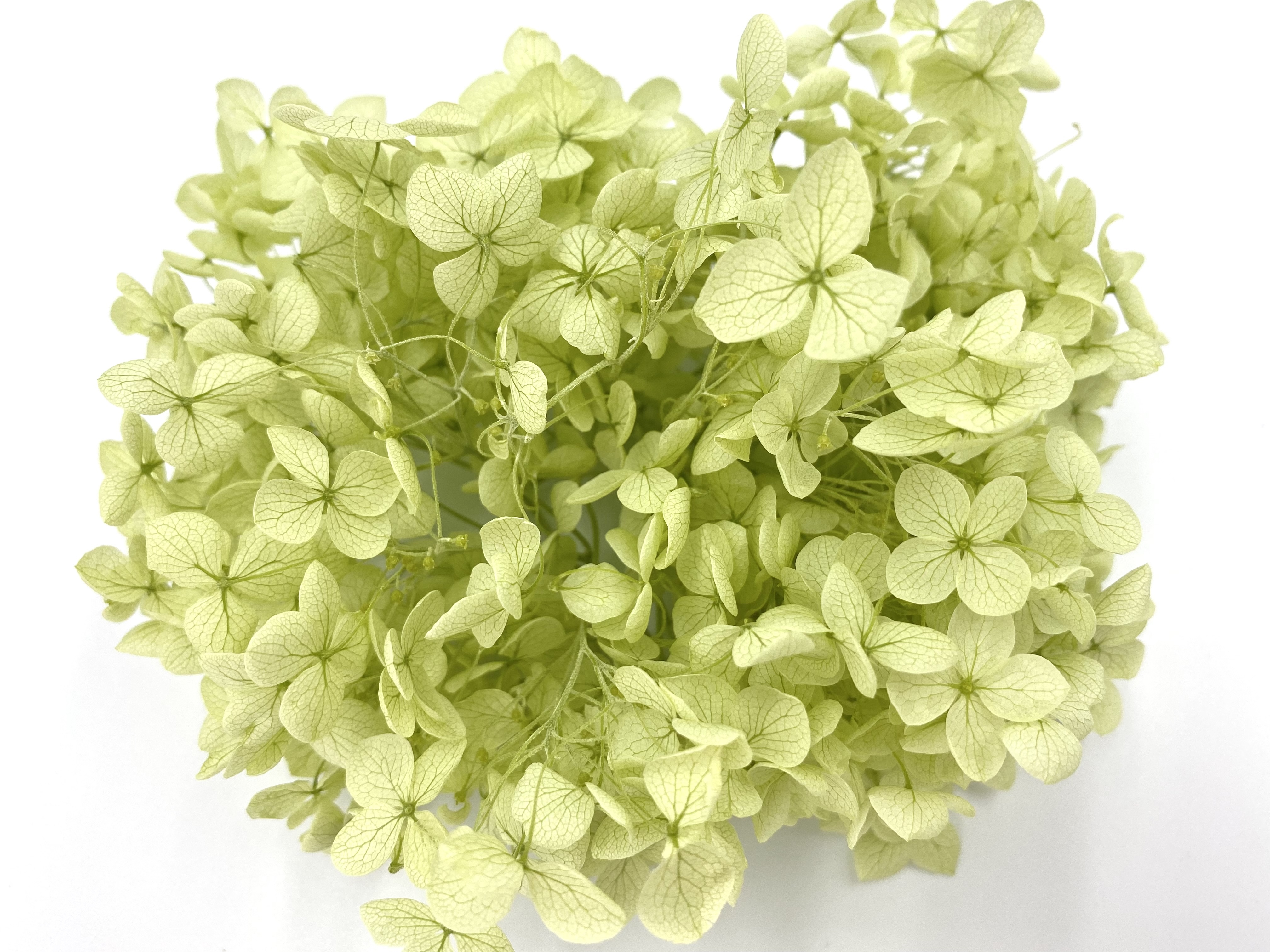 日本不凋安娜繡球 02160-721