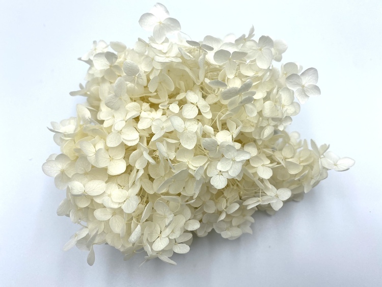 日本不凋安娜繡球 02160-011