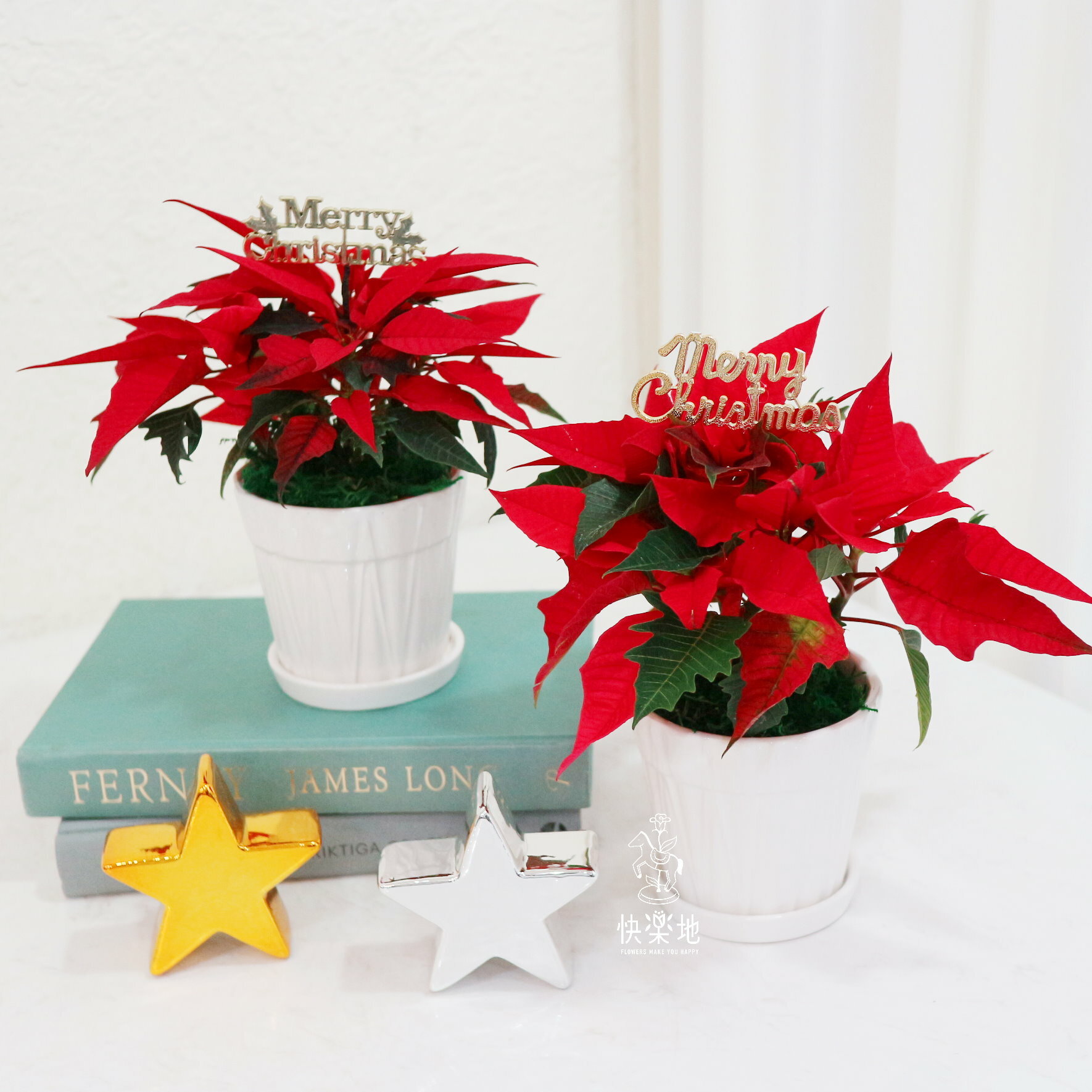 聖誕紅 I 精巧瓷盆款  XM220320