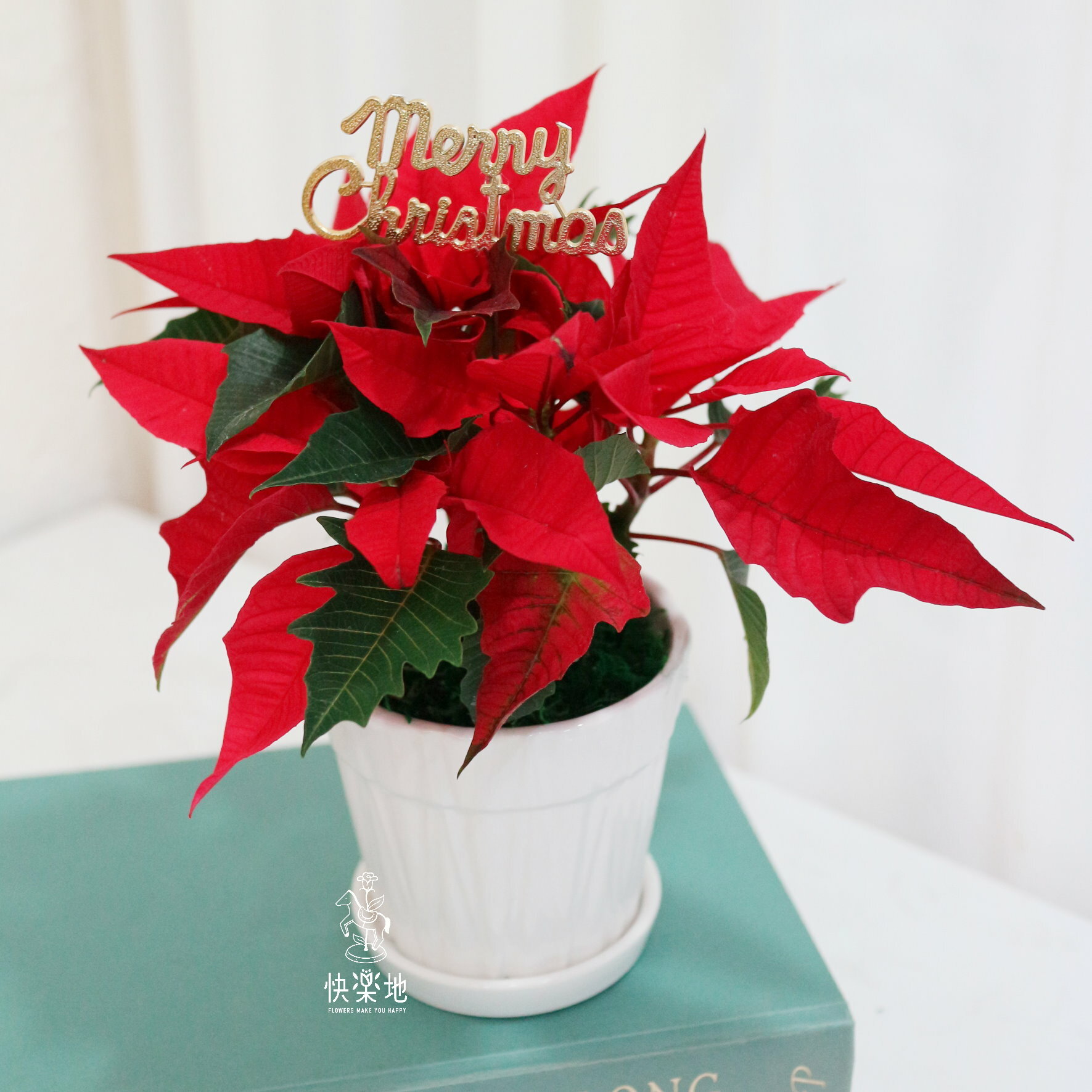 聖誕紅 I 精巧瓷盆款  XM220320
