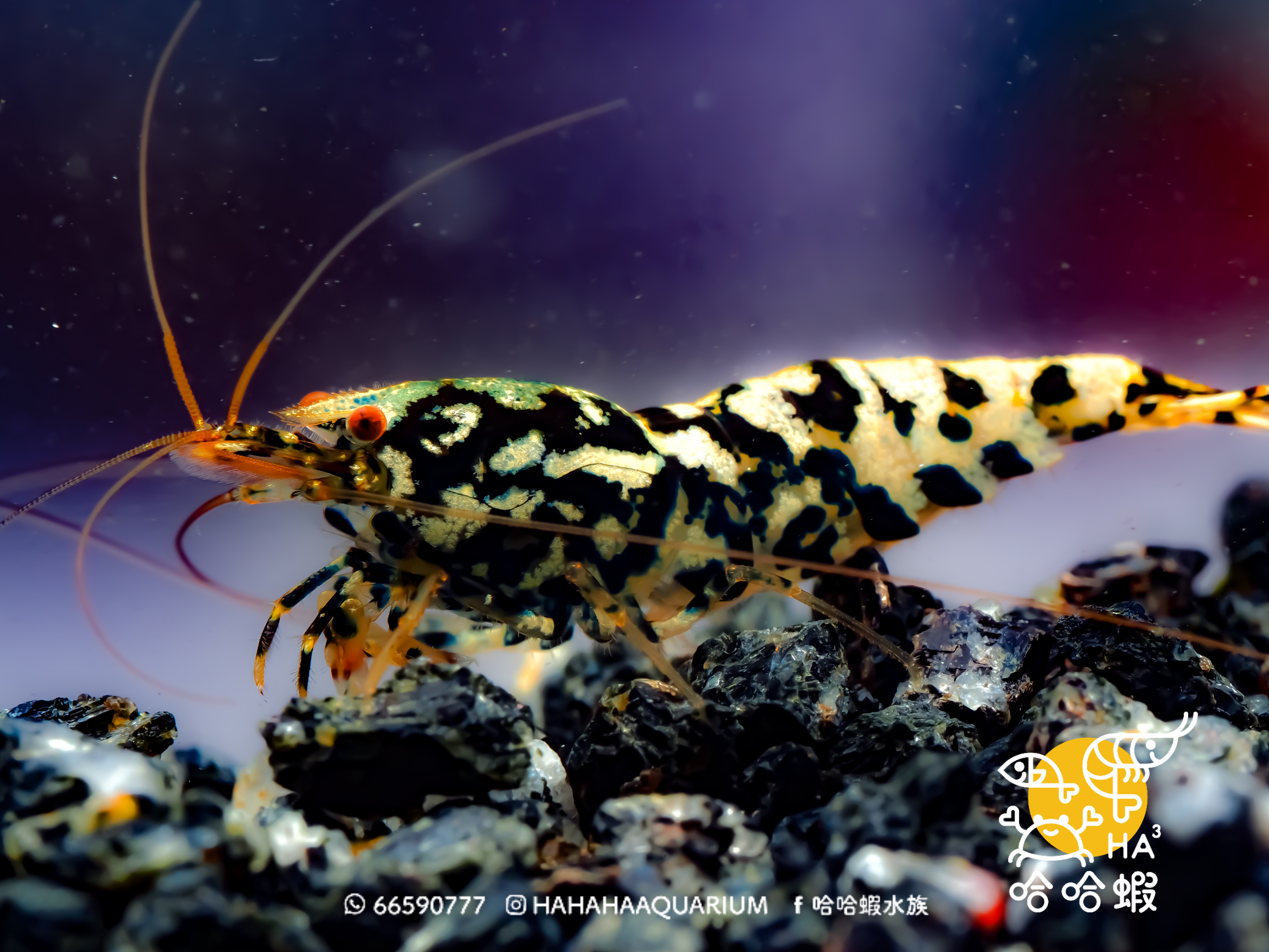 黑銀河魚骨水晶蝦