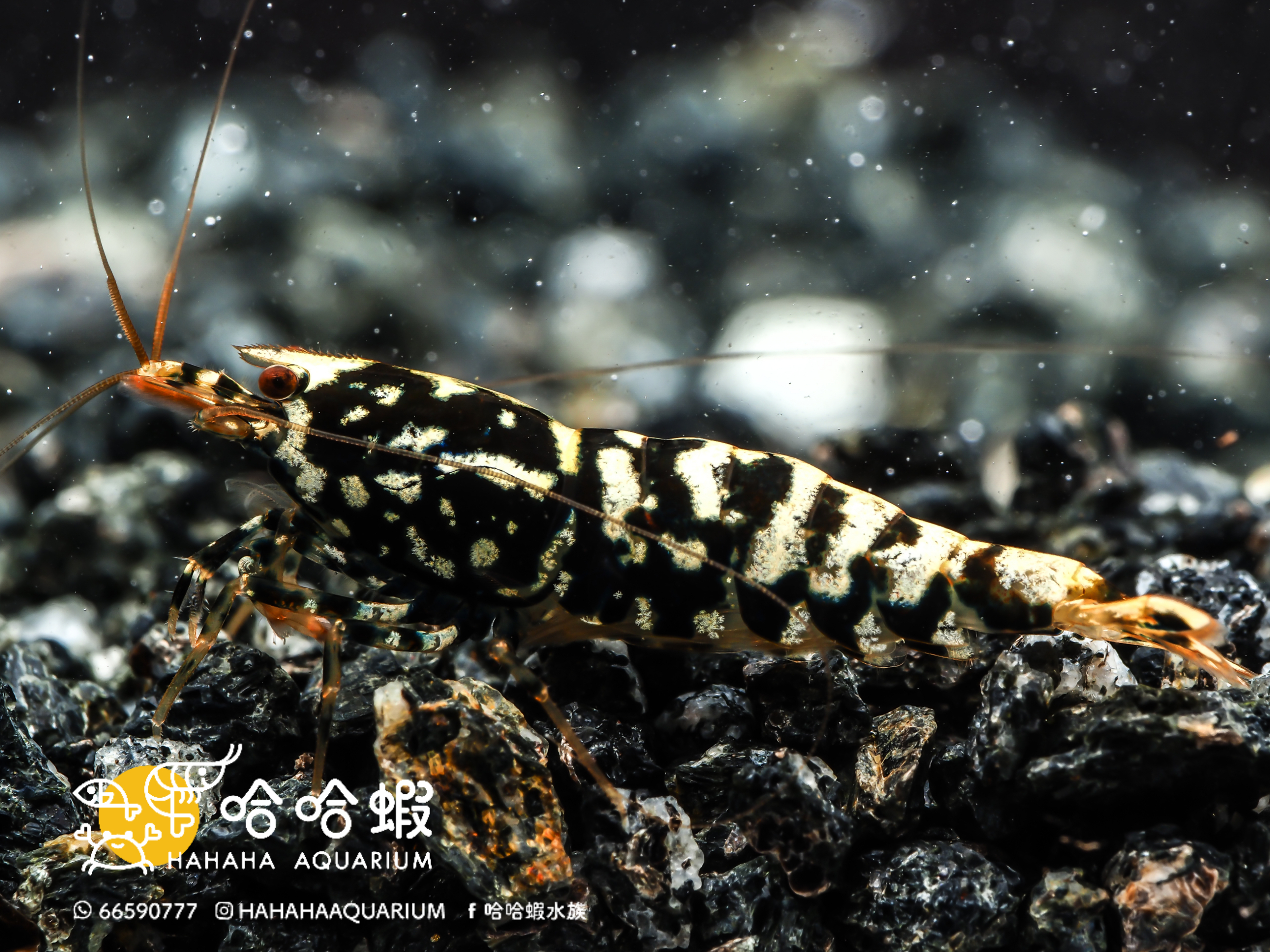 星鑽銀河魚骨水晶蝦