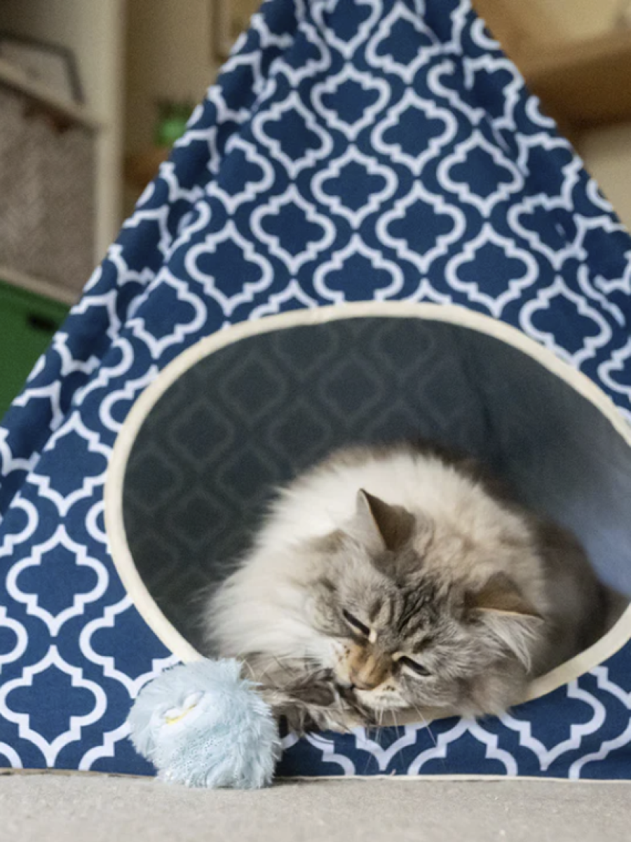 【美國 P.L.A.Y.】狂野貓咪 憤怒球｜貓草玩具