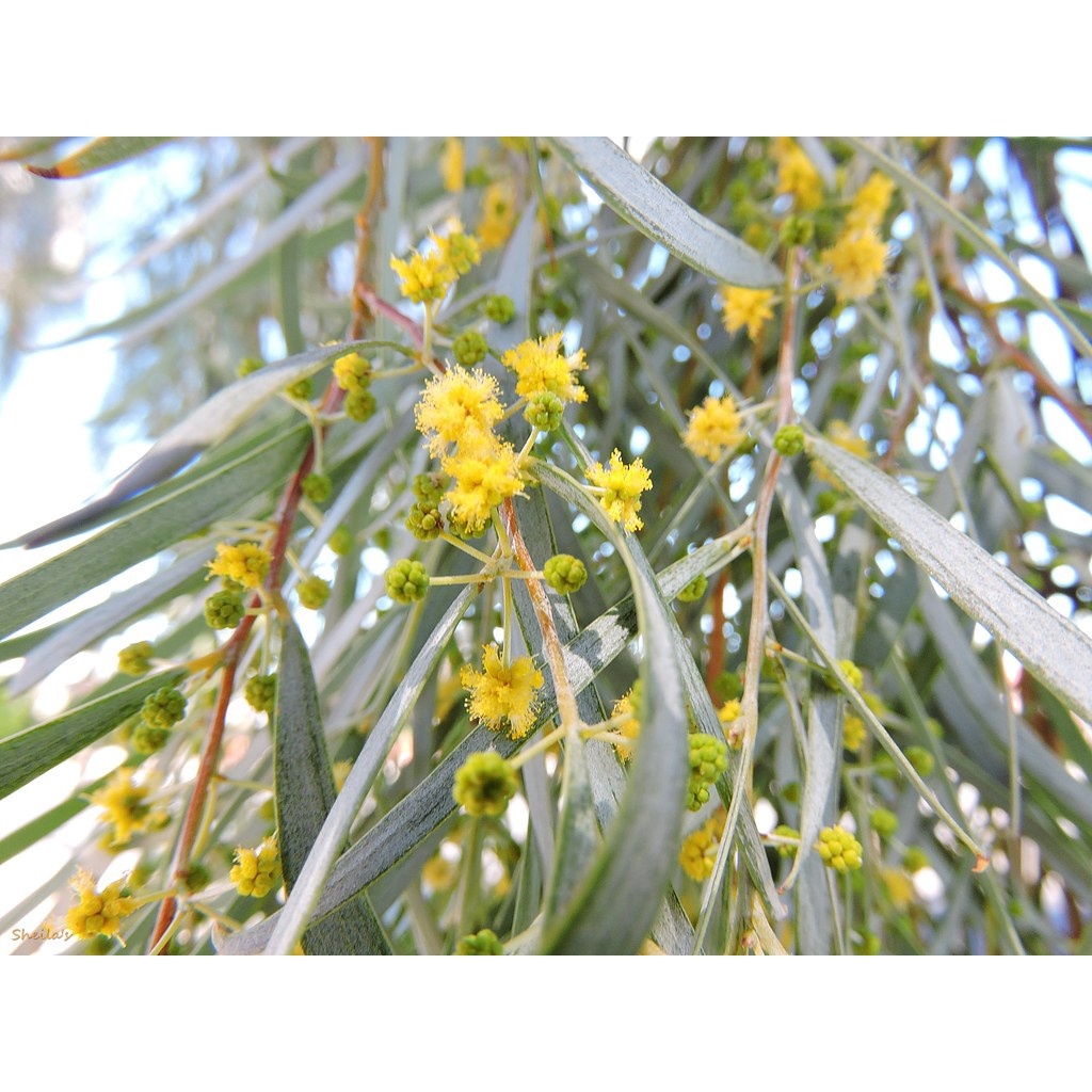 垂枝金合歡/垂枝相思Acacia pendula(種子每份5粒) A077